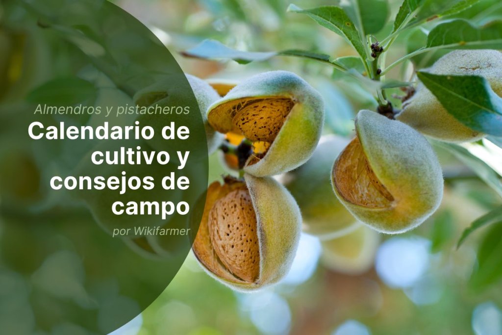 Buenas prácticas y consejos para la cosecha de almendras y pistachos en 2025