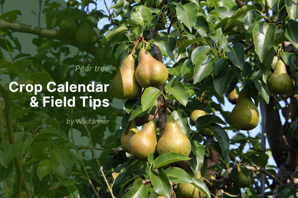European pear production 2025/26: Harvest timing & storage best practices