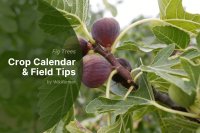 Fig harvesting in Europe: Best practices and market insights for September 2025