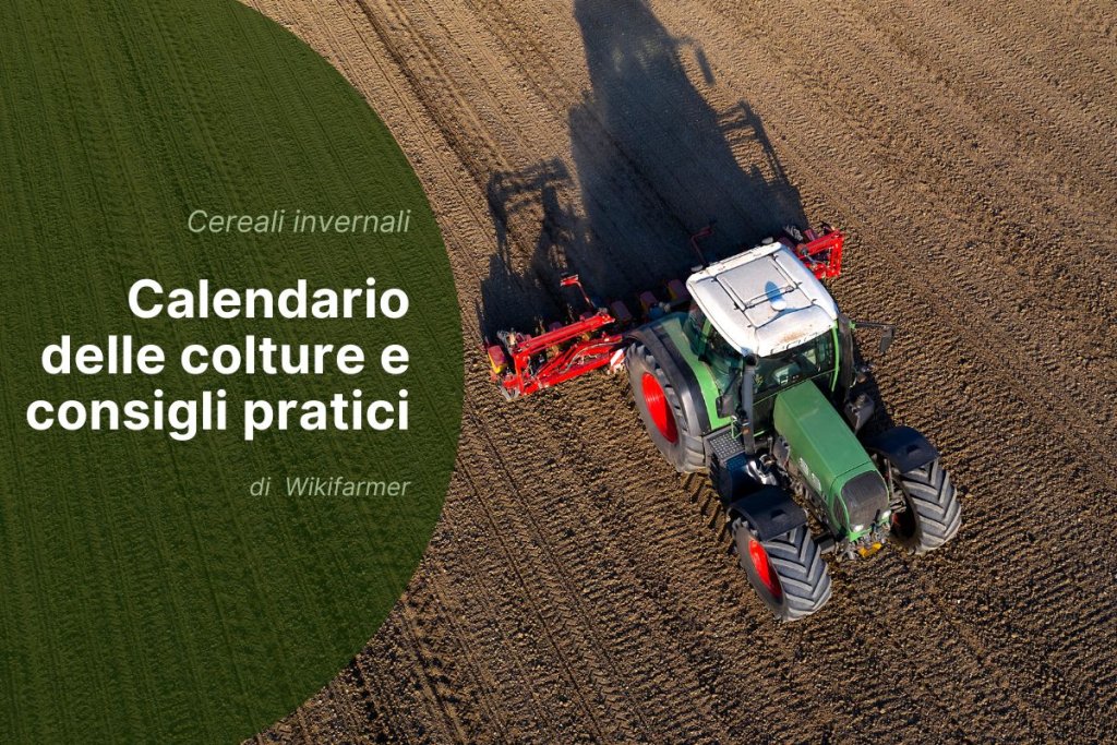 Gestione dei cereali autunno-vernini in Europa per la stagione 2025/2026