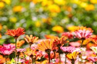 Honey bee color perception and its impact on crop pollination