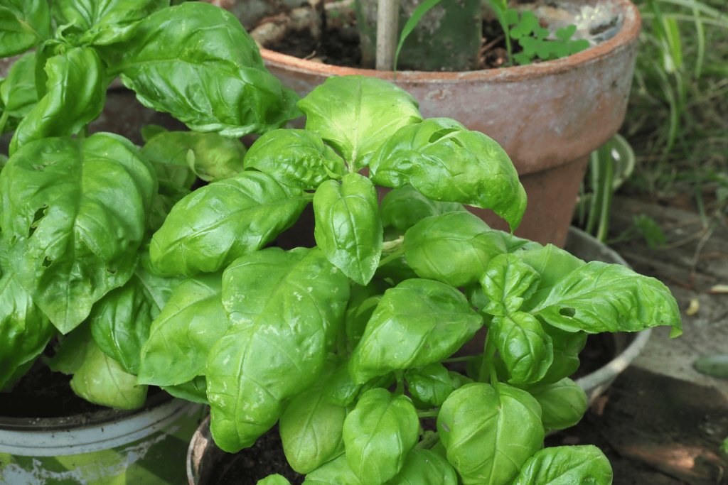 How to harvest basil and keep it thriving