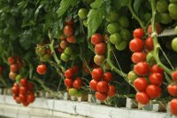 Hydroponics and soil farming: A partnership for sustainable agriculture
