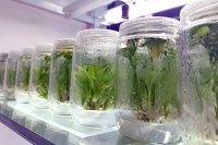 Innovative approaches in plant tissue culture: Bridging biotechnology and sustainable agricultural production