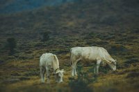 Pastoralism and agroecology: Innovative rangeland restoration in drylands