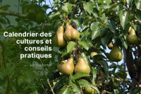 Production européenne de poires 2025/2026 : calendrier des récoltes et bonnes pratiques de stockage