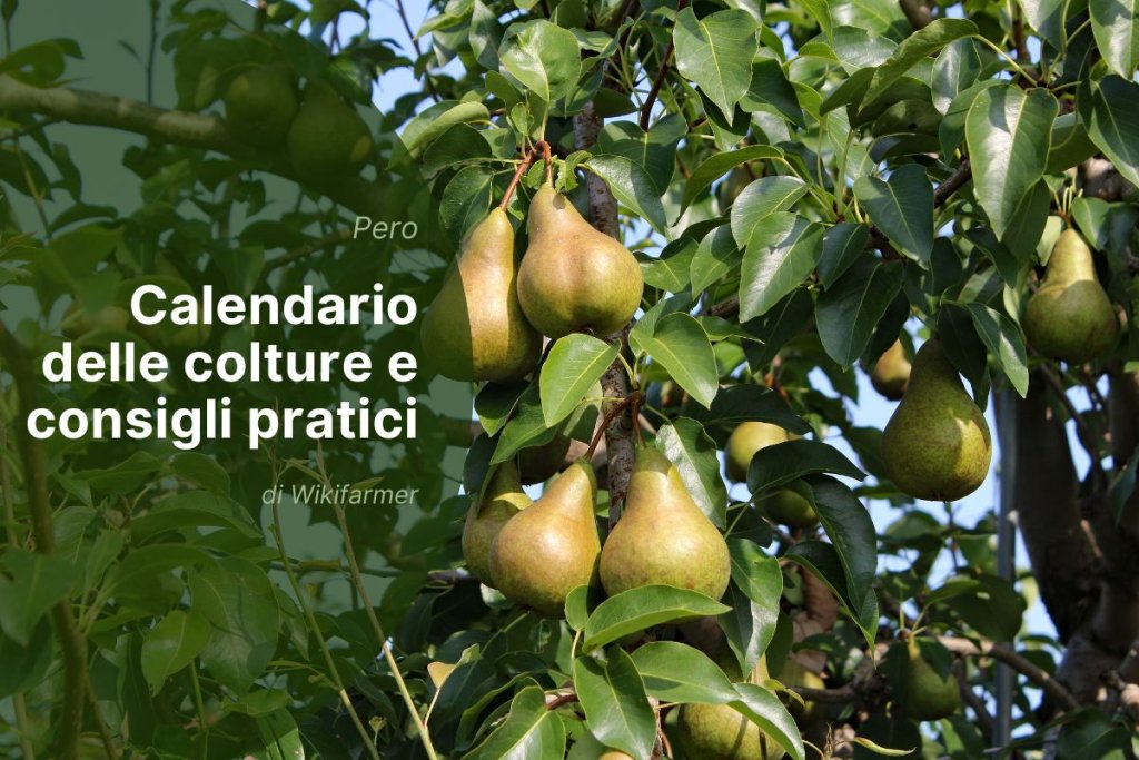 Produzione europea delle pere 2025/2026: tempistiche di raccolta e buone pratiche di conservazione
