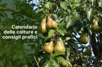 Produzione europea delle pere 2025/2026: tempistiche di raccolta e buone pratiche di conservazione