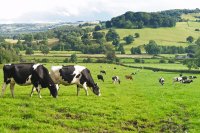 Redefining efficiency in dairy cows
