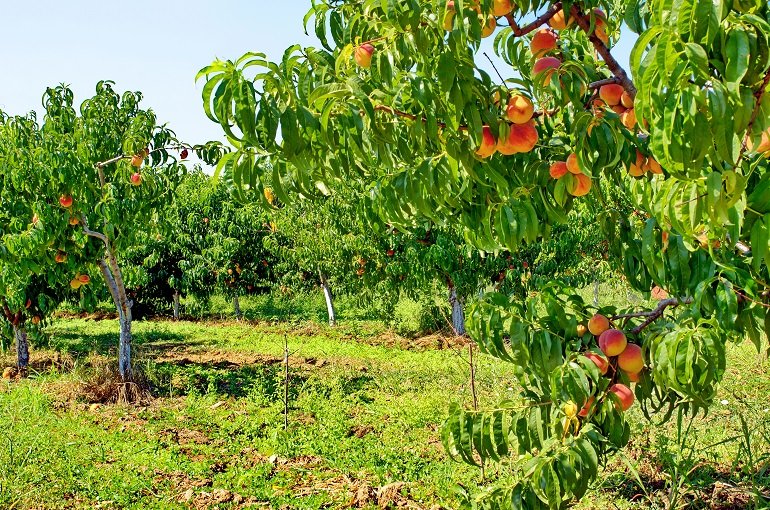 Resa per ettaro, metodi di raccolta e conservazione delle pesche