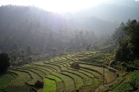 Role of indigenous vegetables in nutritional and socio-economic security of nepalese farmers