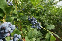 The role of honeybee pollination in boosting blueberry yields