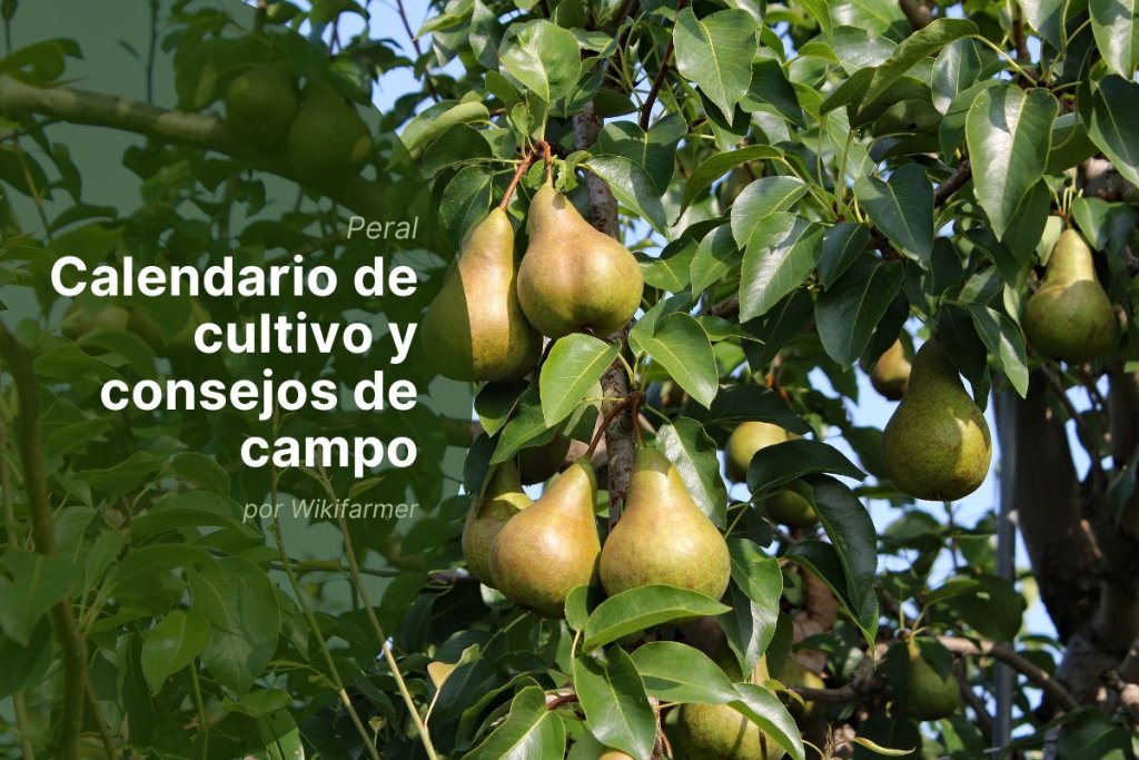 Producción europea de peras 2025/26: mejores prácticas de cosecha y almacenamiento