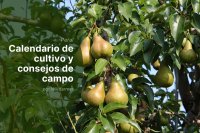 Producción europea de peras 2025/26: mejores prácticas de cosecha y almacenamiento
