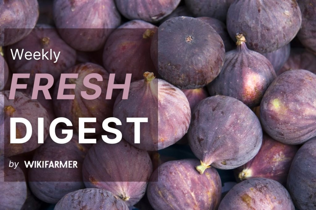 Fresh Market Digest: Week 37, 2025