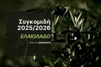 Η συγκομιδή ελαιολάδου 2025-2026 Η συγκομιδή ελαιολάδου 2025/2026