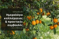 Συγκομιδή εσπεριδοειδών στη νότια Ευρώπη: Τι πρέπει να περιμένουν οι παραγωγοί;
