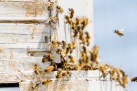 Beekeeping by instinct: Learning from bees before you lift the hive lid