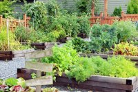 Biodiversity in home gardens for better food security Biodiversity in home gardens for better food security