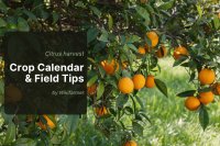 Citrus season 2025/26 in southern Europe: What growers should expect now