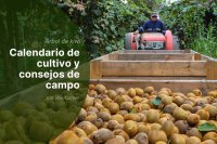 Cosecha de Kiwi en Europa