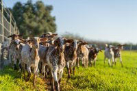 Hand-Moulded Success: How a Family Farm Mastered Artisanal Goat Cheese