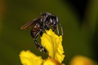 How stingless bees improve agroforestry and family life