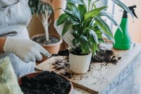 How to keep your houseplants alive during the winter How to keep your houseplants alive during the winter