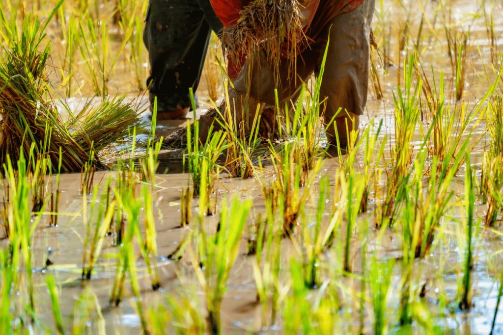 Introducing freshwater crabs in rice fields