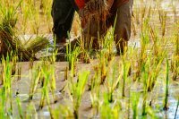 Introducing freshwater crabs in rice fields