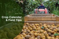 Kiwi Harvesting in Europe, Season 2025