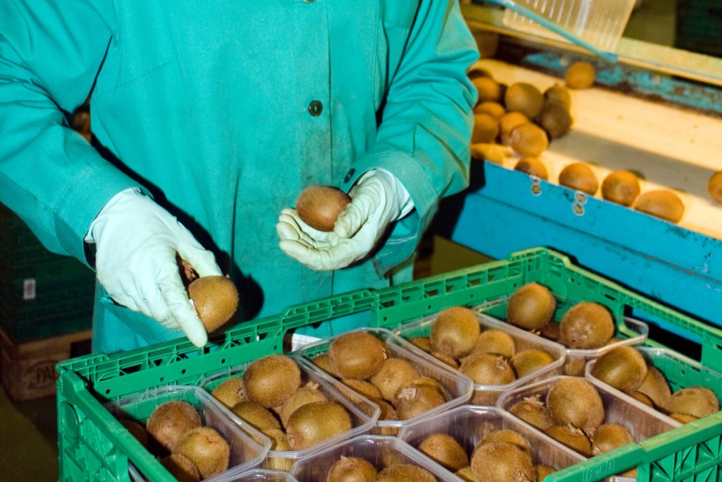 Kiwi quality and export standards