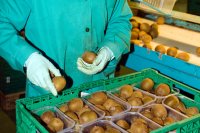 Kiwi quality and export standards