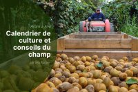 Récolte du Kiwi en Europe