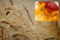 Seasonal weather forecast & agricultural outlook for Europe: December 2025 - February 2026