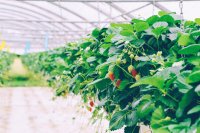 Soilless Farming A Sustainable Solution for Egypt's Agricultural Future Soilless farming: A sustainable solution for Egypt's agricultural future