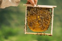 The importance and future of beekeeping