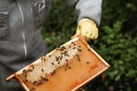 Why sustainable honey production matters