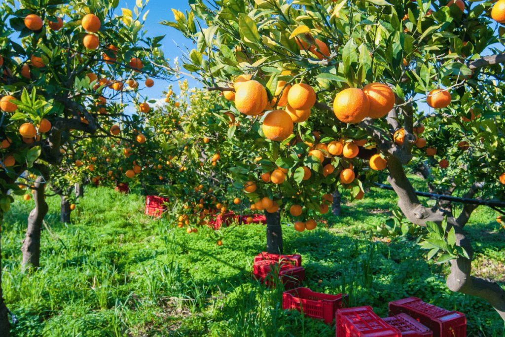 Yield precision in citrus farming Smart orange harvesting with the CLEVER project