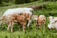 Animal welfare and meat quality: Managing pre-slaughter stress Animal welfare and meat quality: Managing pre-slaughter stress