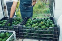Avocado quality guide and export standards