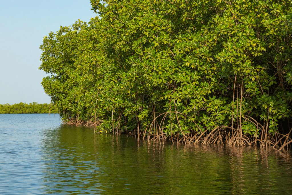 Beekeeping as a livelihood and a natural shield for mangroves