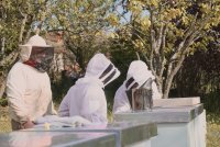 Before and after the appearance of Varroa: Two eras of beekeeping