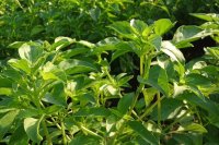 Budi daya daun lemon basil segar untuk industri makanan