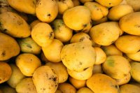 Common mango quality defects