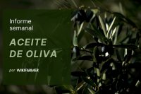 Precios del aceite de oliva e informe del mercado – semana 46