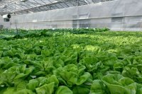 Inside the modern leafy greens market in CEA systems
