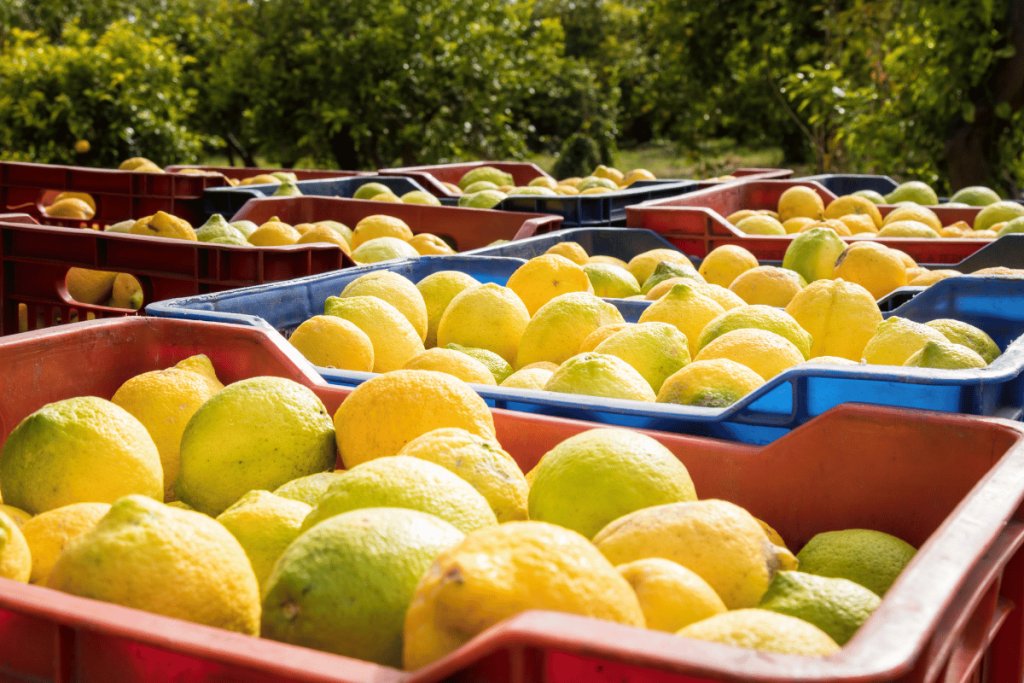 Lemon quality guide and export standards