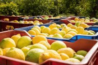 Lemon quality guide and export standards