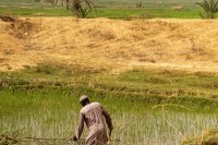 Regenerative agriculture practices for smallholder farms in Southeastern Nigeria Regenerative agriculture practices for smallholder farms in Southeastern Nigeria
